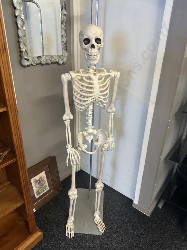 Life Size Adult Skelton With Stand 152cm. Image 1++
