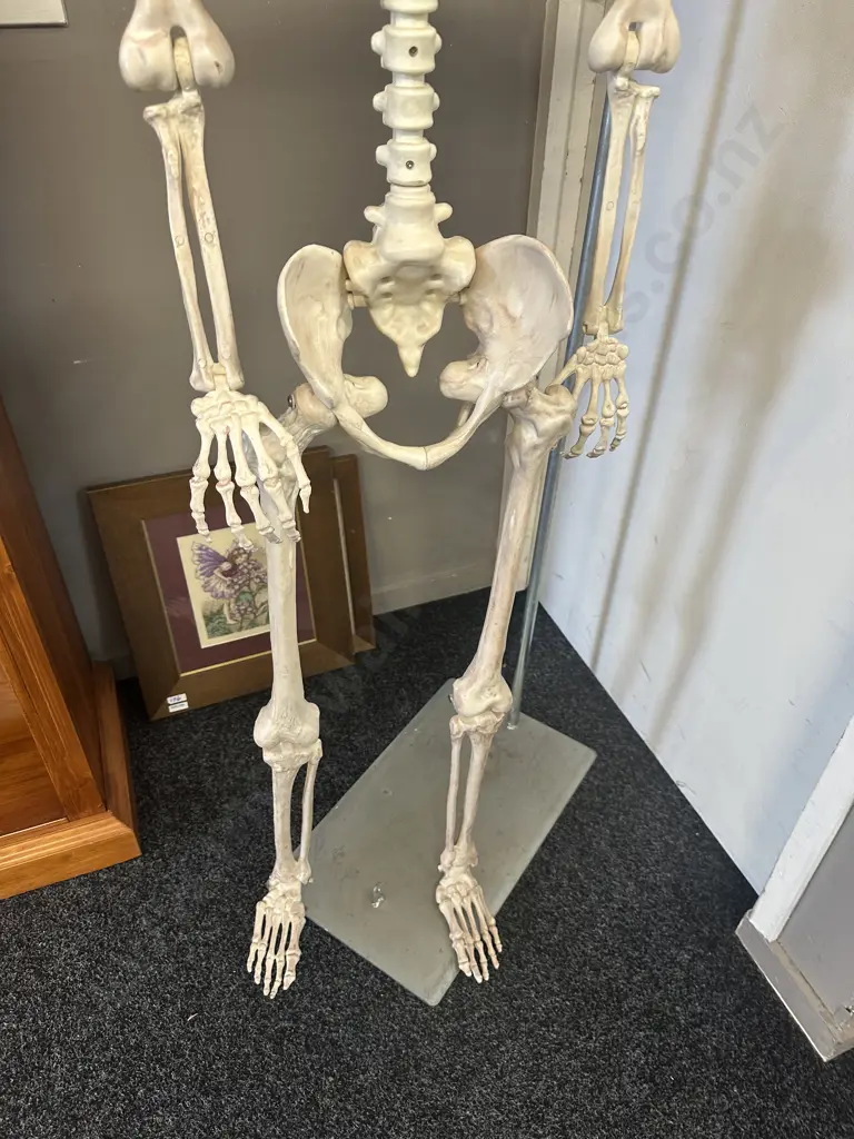 Life Size Adult Skelton With Stand 152cm. Image 1++