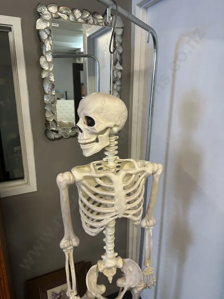 Life Size Adult Skelton With Stand 152cm. Image 1++