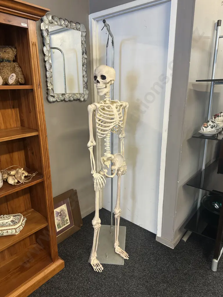 Life Size Adult Skelton With Stand 152cm. Image 1++