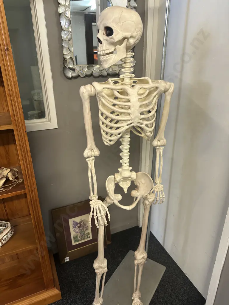 Life Size Adult Skelton With Stand 152cm. Image 1++