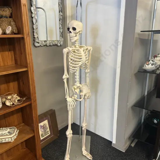 Life Size Adult Skelton With Stand 152cm.