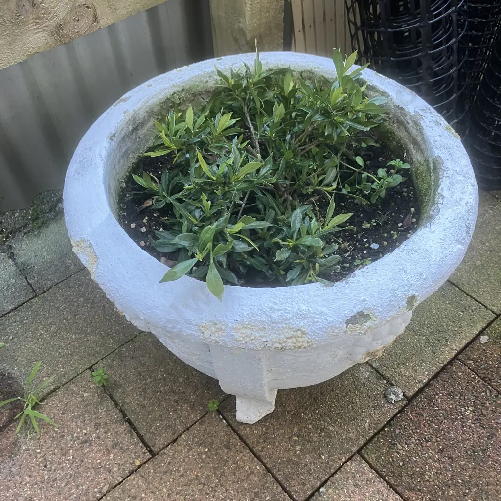 Cast Concrete Garden Planter Painted White With Gardenia Plant. 37 x 48cm Image 1++