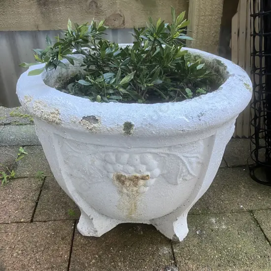 Cast Concrete Garden Planter Painted White With Gardenia Plant. 37 x 48cm