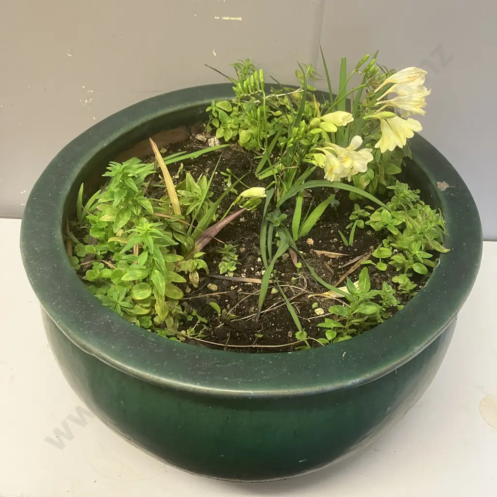 Green Glazed Terracotta Planter With Plants. 32 x 51cm Image 1++