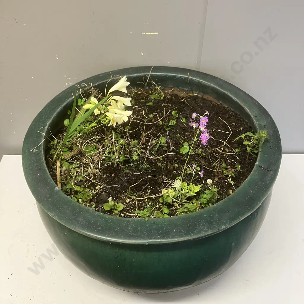 Green Glazed Terracotta Planter With Plants. 32 x 51cm Image 1++