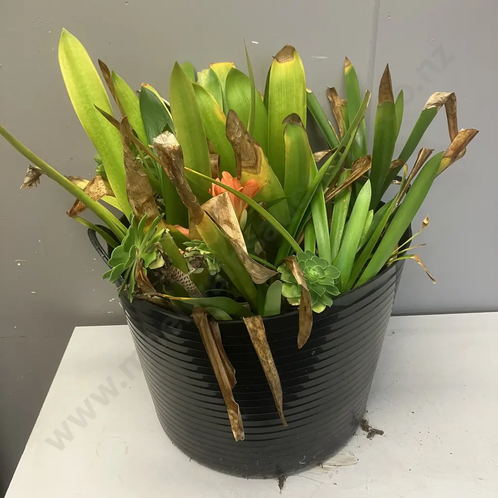 Black 2 Handled Tub With Clivia & Succulents. 32 x 42cm Image 1++
