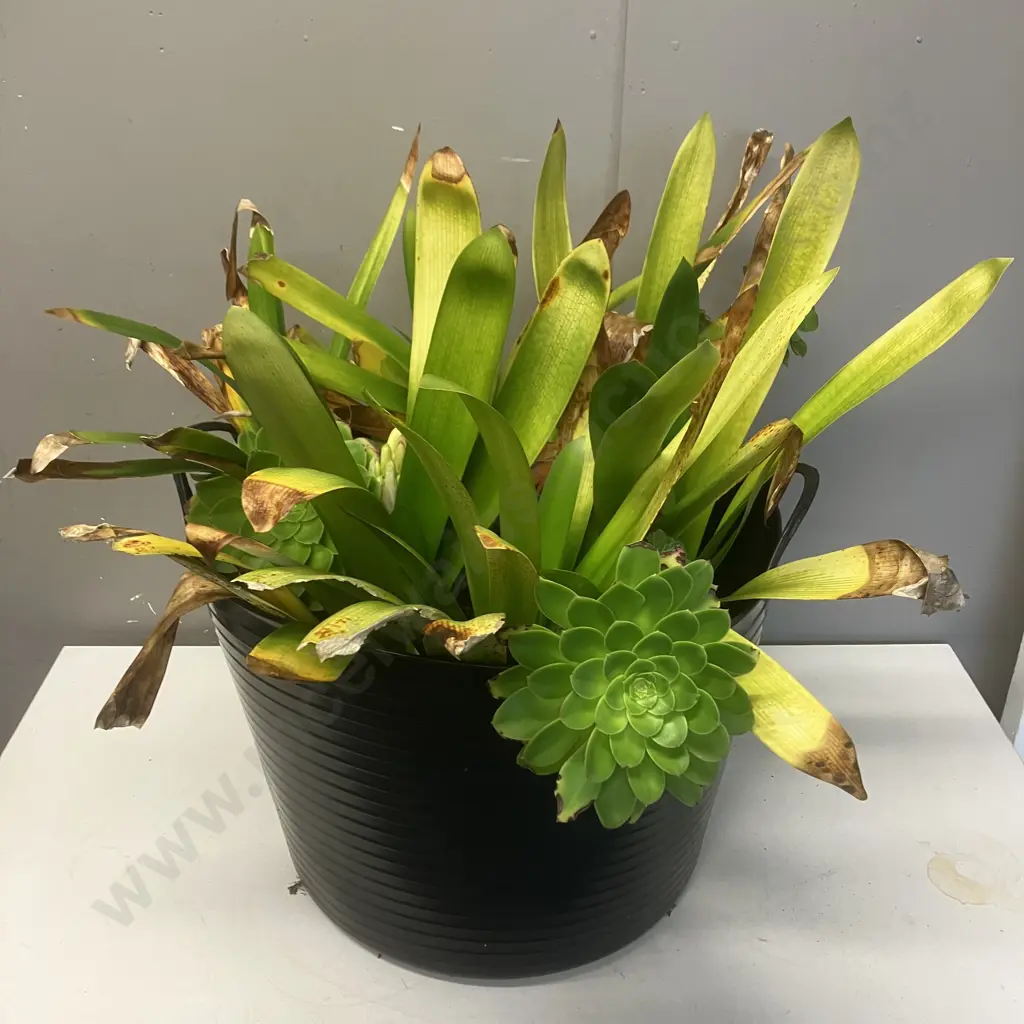 Black 2 Handled Tub With Clivia & Succulents. 32 x 42cm Image 1++