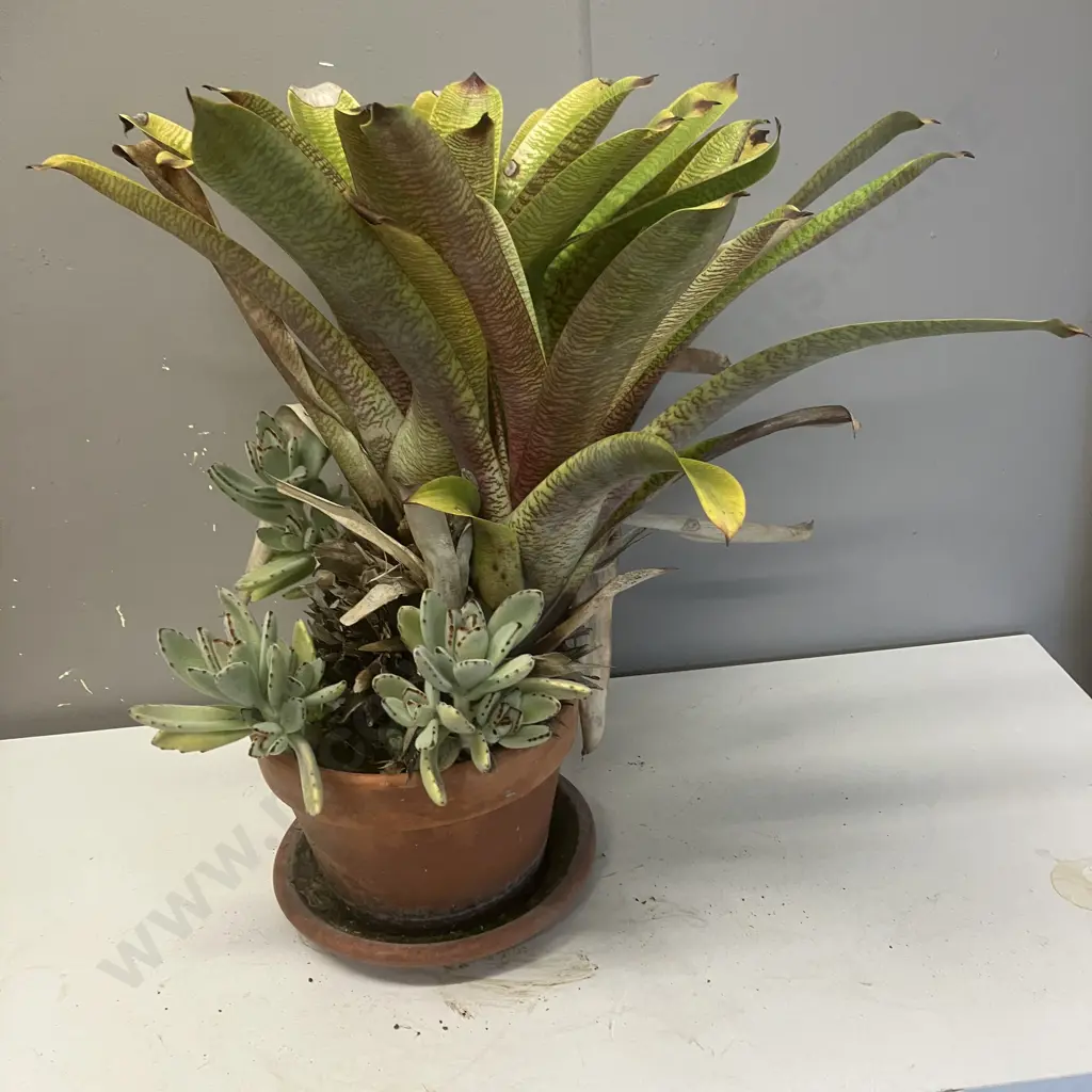 Bromellias & Succulents In Pot. 58cm Image 1++