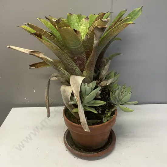 Bromellias & Succulents In Pot. 58cm