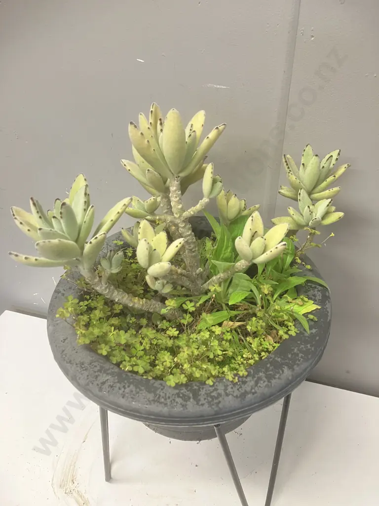 Succulents In Plastic Planter With Steel Stand. 37 x 33cm Image 1++