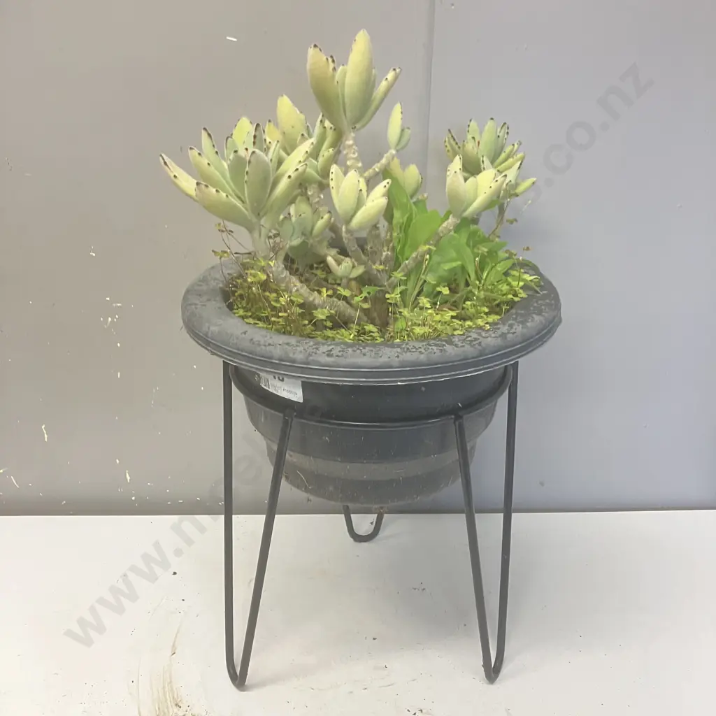 Succulents In Plastic Planter With Steel Stand. 37 x 33cm Image 1++