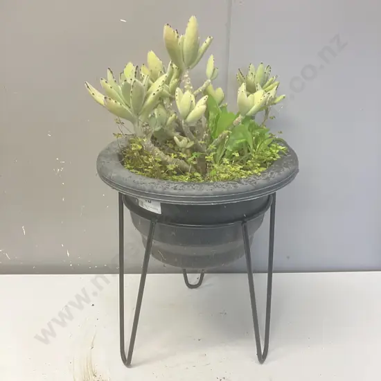Succulents In Plastic Planter With Steel Stand. 37 x 33cm