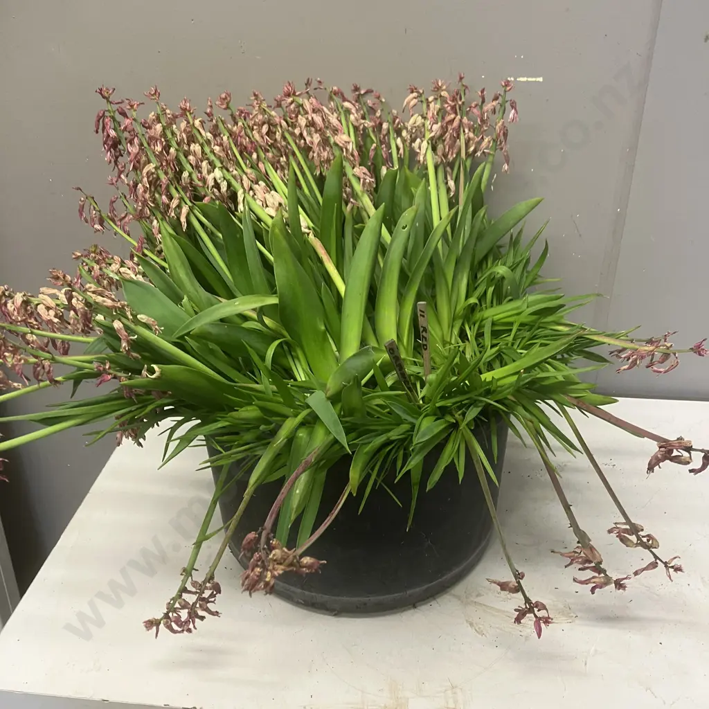 Black Plastic Tub With Plants Image 1++