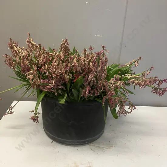 Black Plastic Tub With Plants