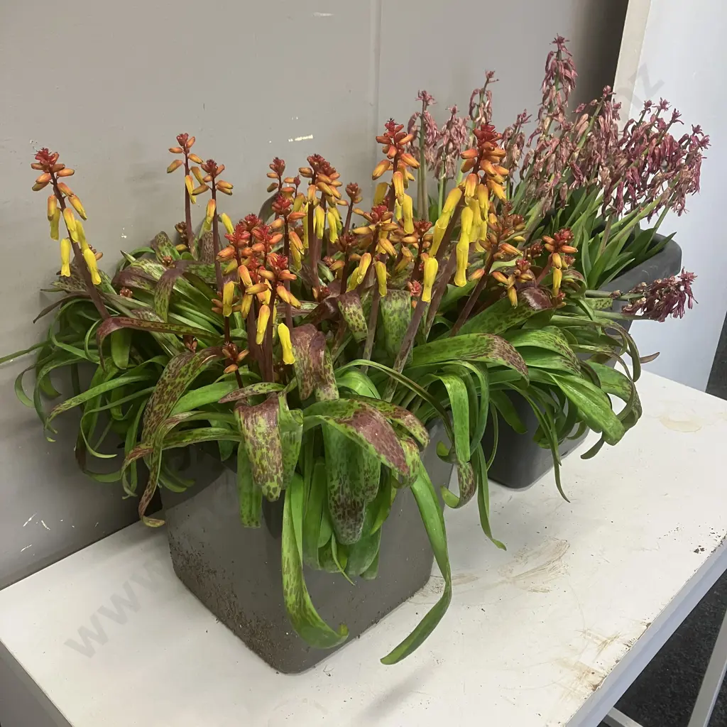 Pair LaChenalia In Black Buckets Image 1++