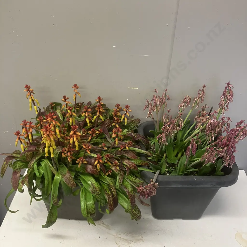 Pair LaChenalia In Black Buckets Image 1++