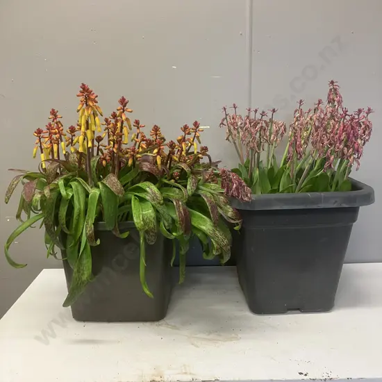 Pair LaChenalia In Black Buckets