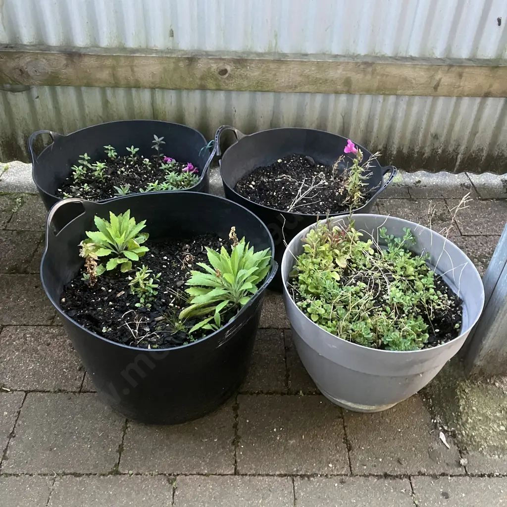 Four Containers With Plants Image 1++