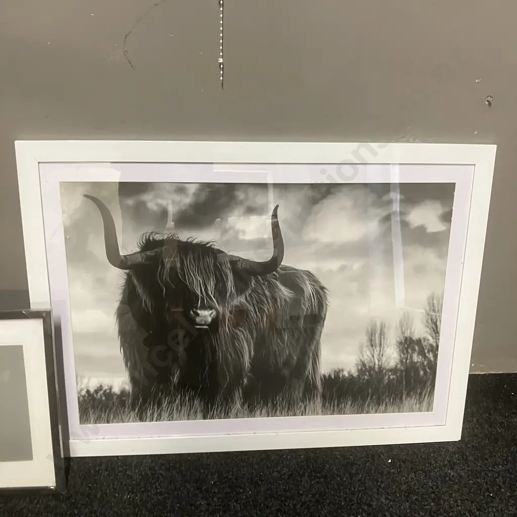 Highland Cow Print 65 x 90cm With 2 x Photo Frames Image 1++