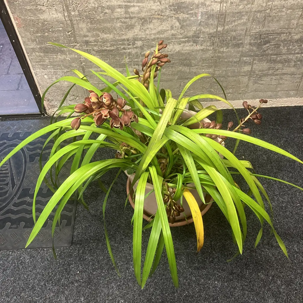Large Orchid In Plastic Planter. H89cm Image 1++