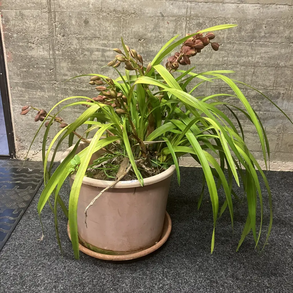 Large Orchid In Plastic Planter. H89cm Image 1++