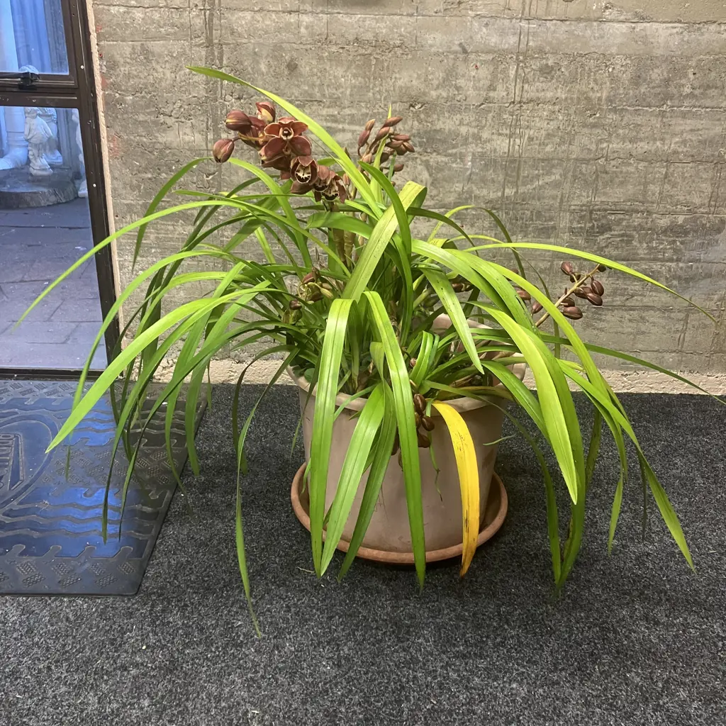 Large Orchid In Plastic Planter. H89cm Image 1++