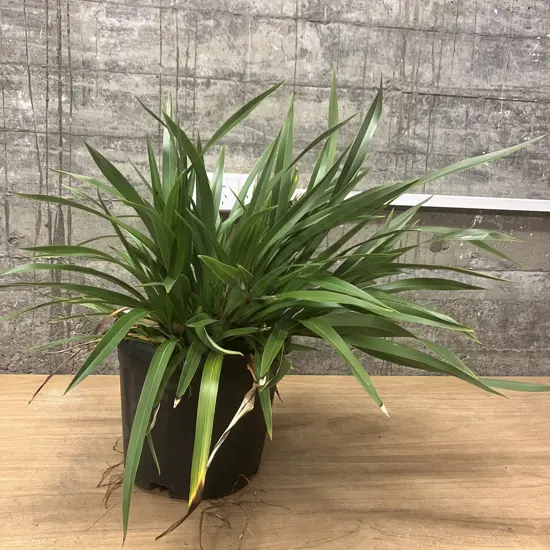 Potted Flax Plant