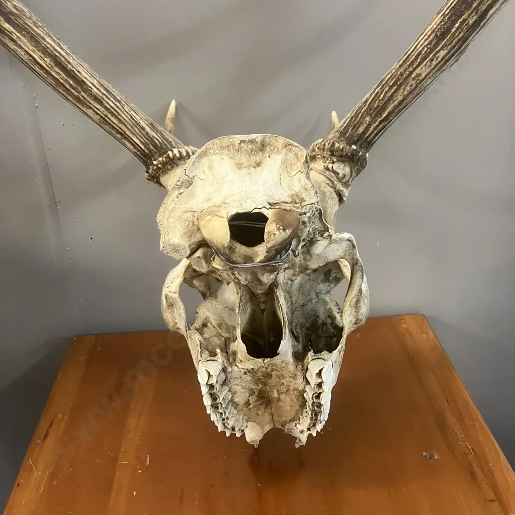 Deer Skull With Eleven Point Antlers. H92cm Image 1++