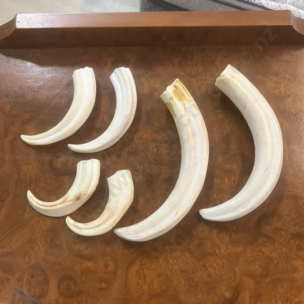 Three Pairs Of Tusks Image 1++