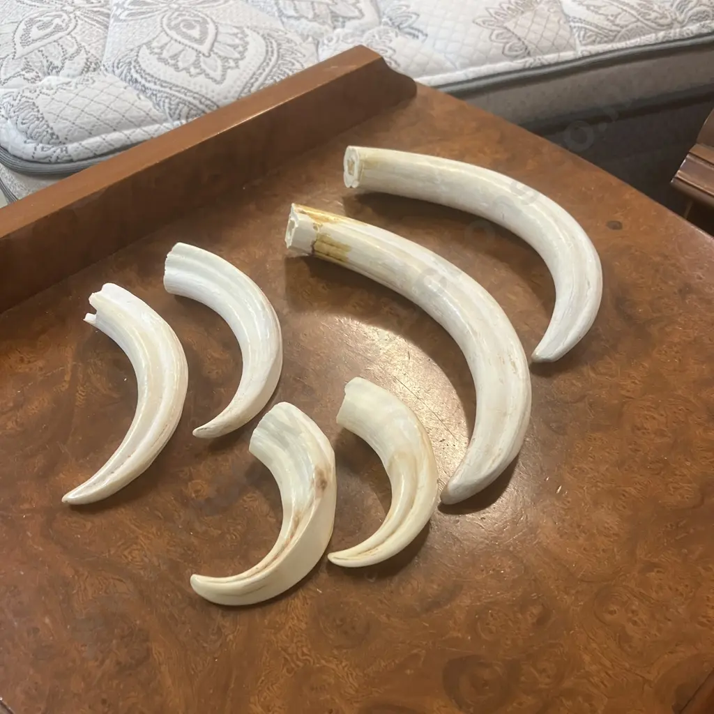 Three Pairs Of Tusks Image 1++