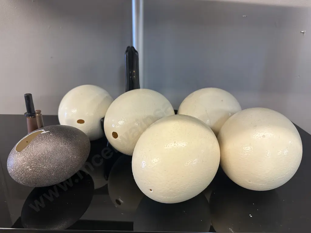 Ostrich Eggs x 5 With an Emu Egg Image 1++