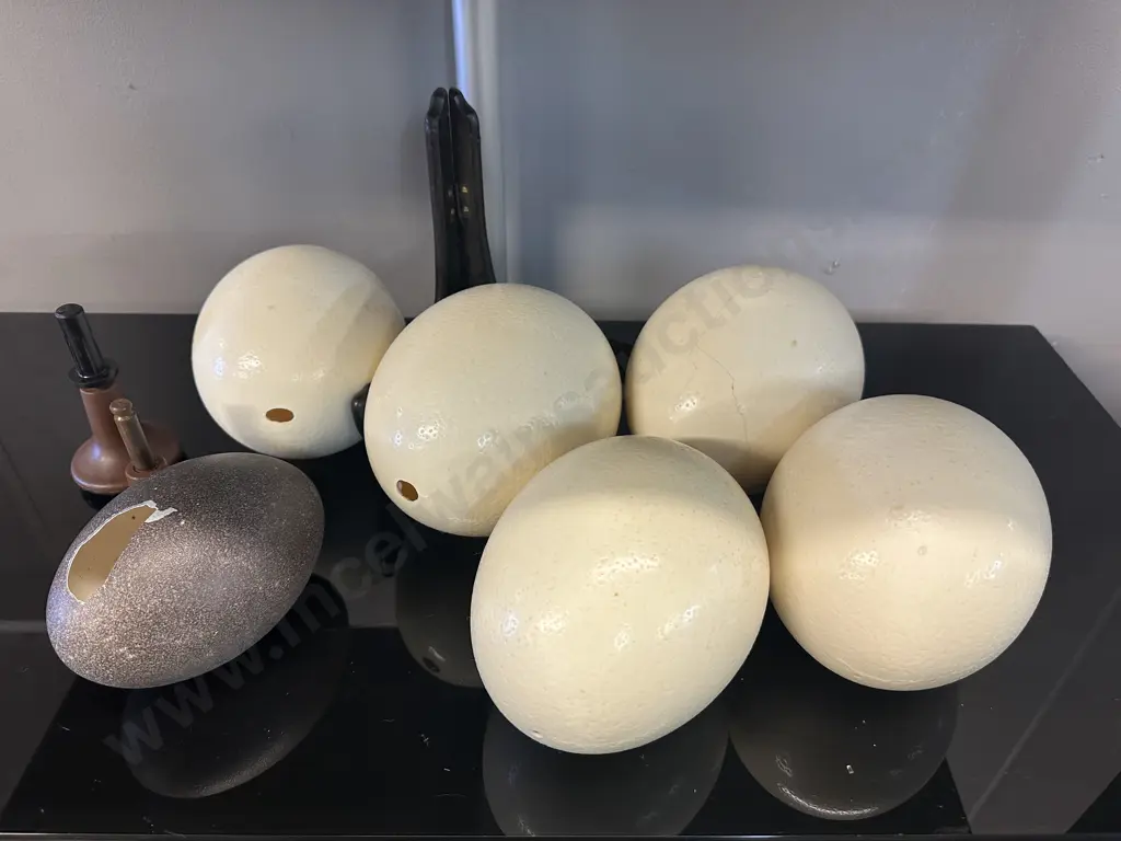 Ostrich Eggs x 5 With an Emu Egg Image 1++
