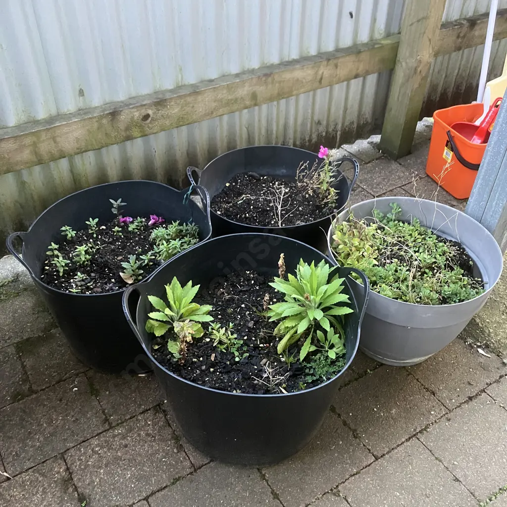 Four Containers With Plants Image 1++