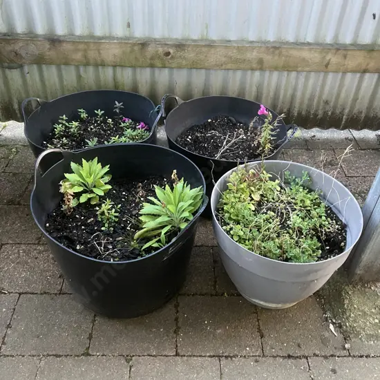 Four Containers With Plants