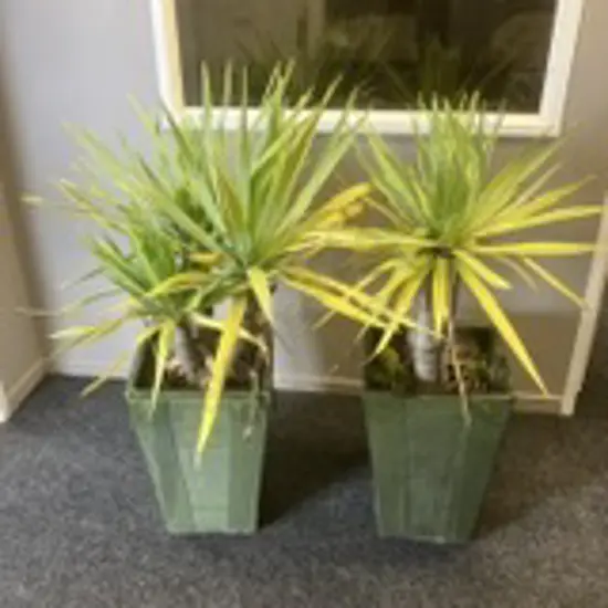 Pair of Yuccas In Green Glazed Ribbed Detail 54 x 37.5cm Tall Rectangular Planters