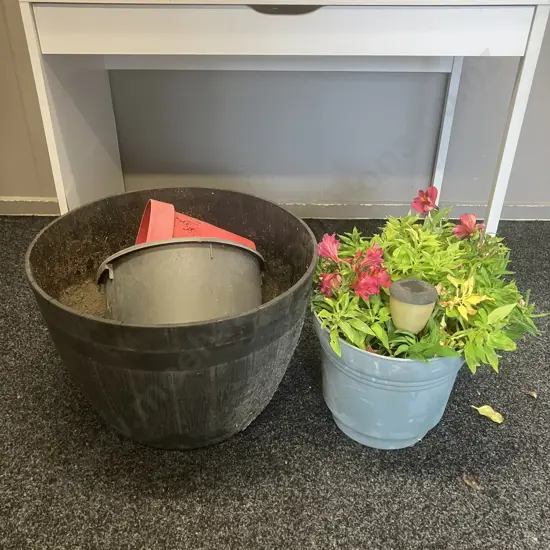 Alstroemeria In Plastic Pot, Three Assorted Plastic Planters