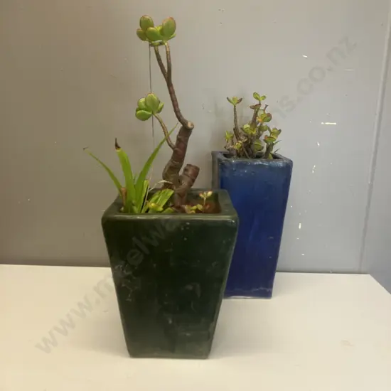 Succulents In Blue & Green Planters