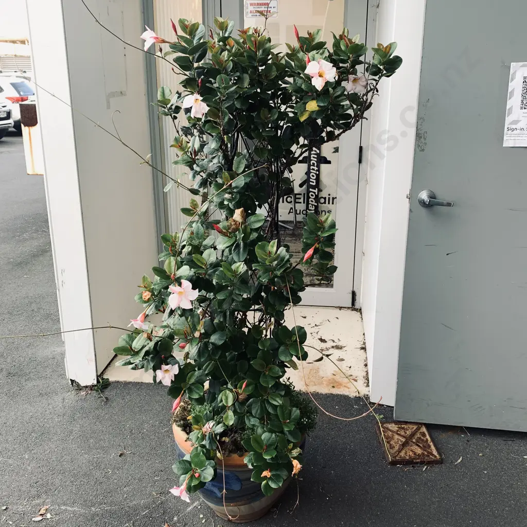 Large Blue Outdoor Terracota Pot with Brazilian Jasmine Plant - H1.7m Image 1++