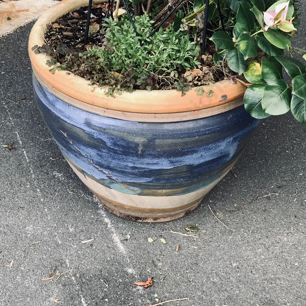 Large Blue Outdoor Terracota Pot with Brazilian Jasmine Plant - H1.7m Image 1++