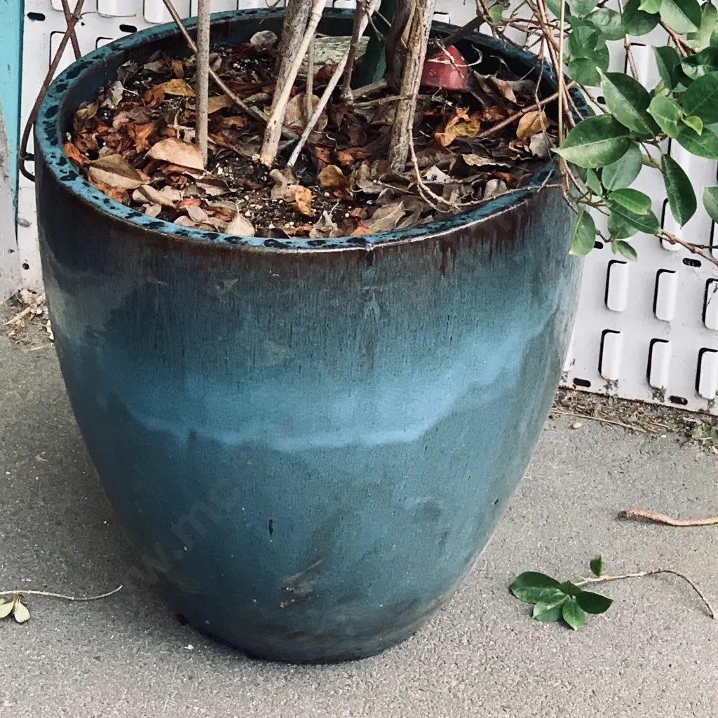 Large Blue Outdoor Planter Pot with Brazilian Jasmine Plant - H2.3m Image 1++