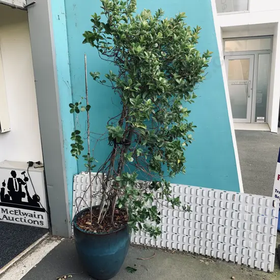 Large Blue Outdoor Planter Pot with Brazilian Jasmine Plant - H2.3m