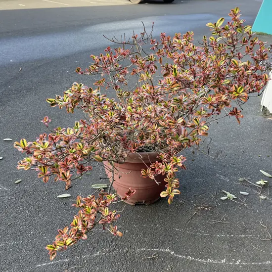 Potted Mirror Plant