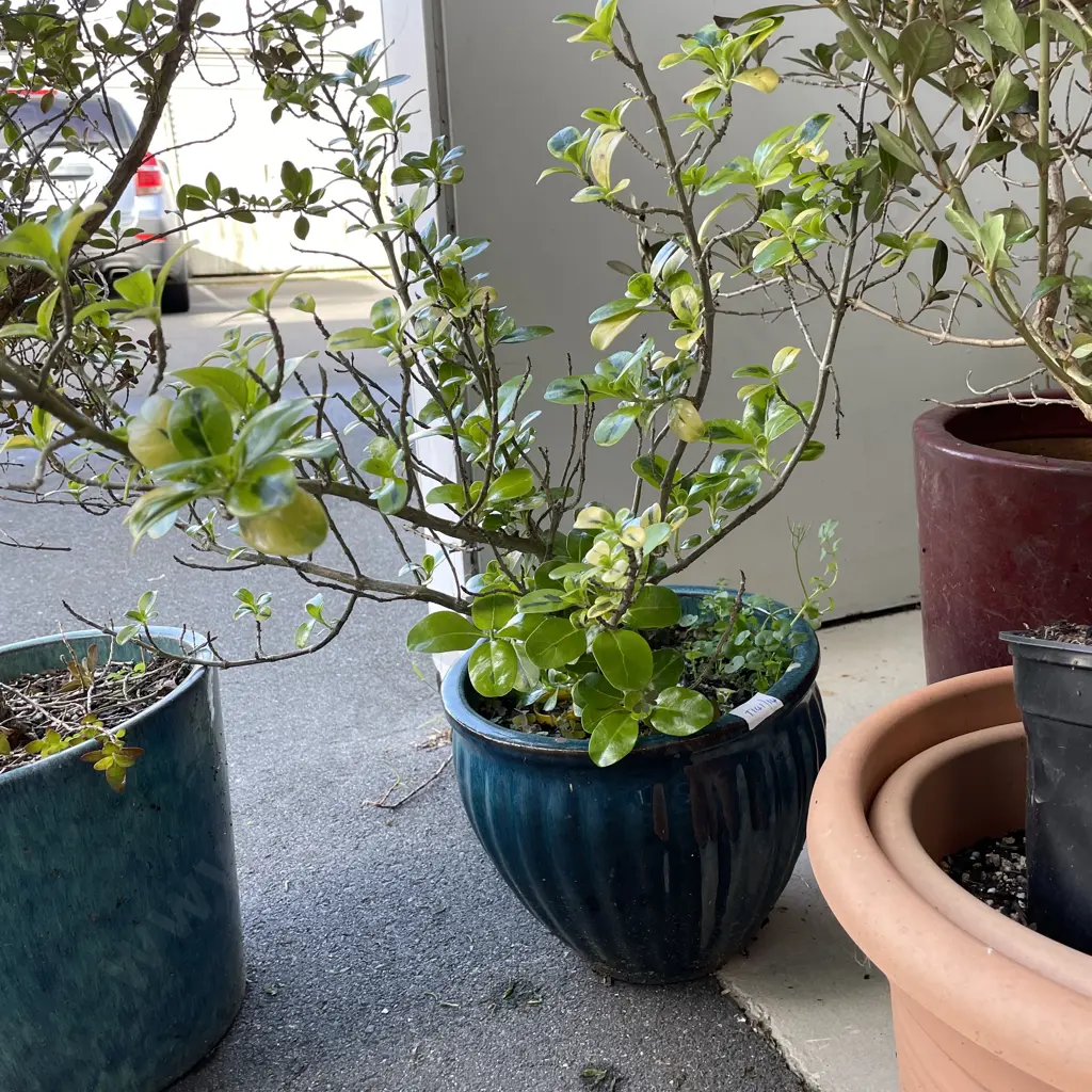 Potted Mirror Plant Image 1++