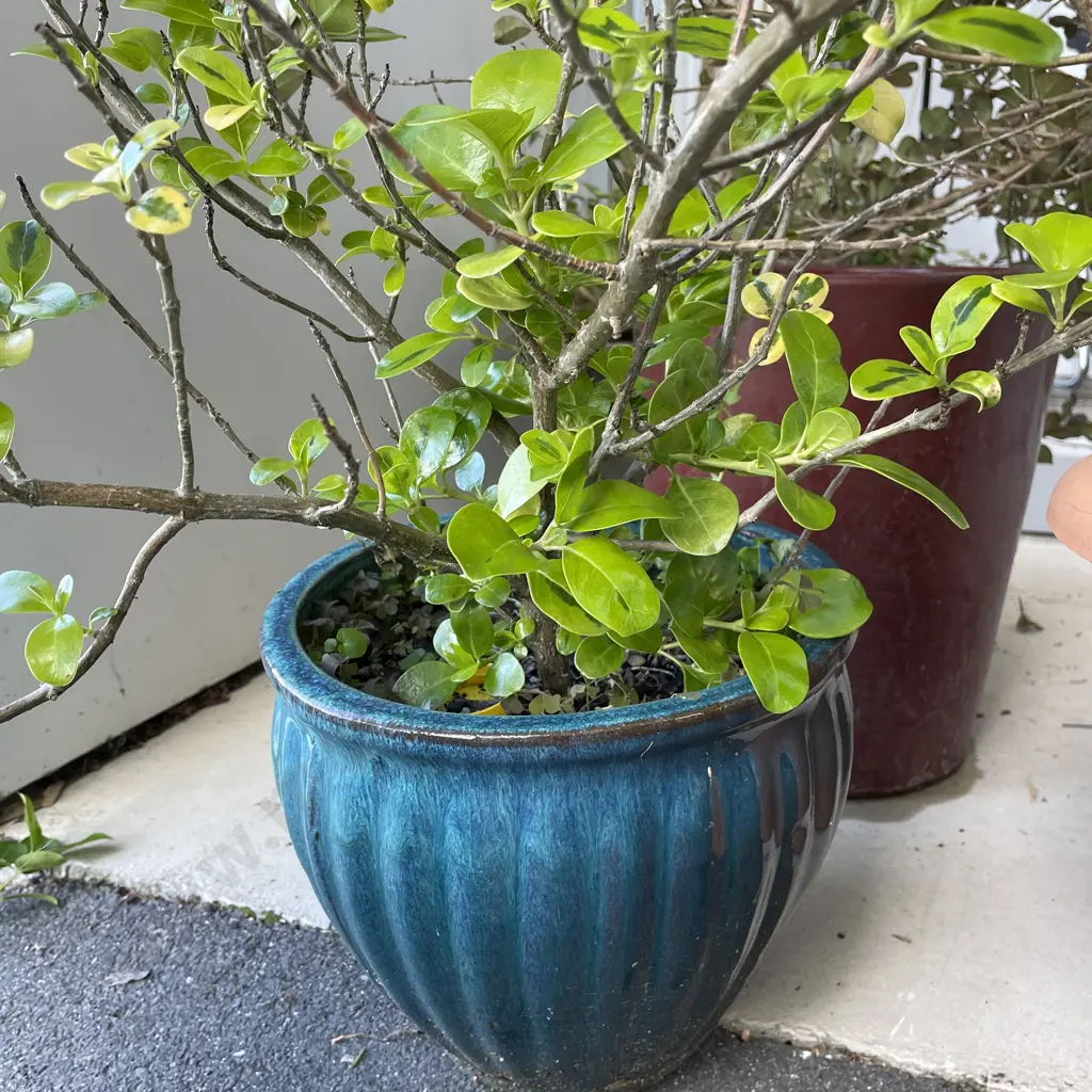 Potted Mirror Plant Image 1++