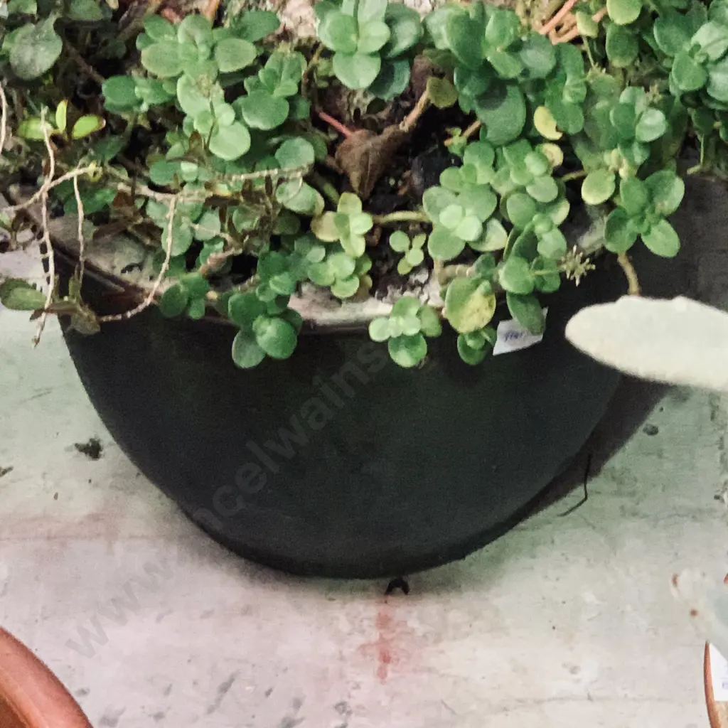 Potted Pony Tail Palm with Fairy Crassula Image 1++