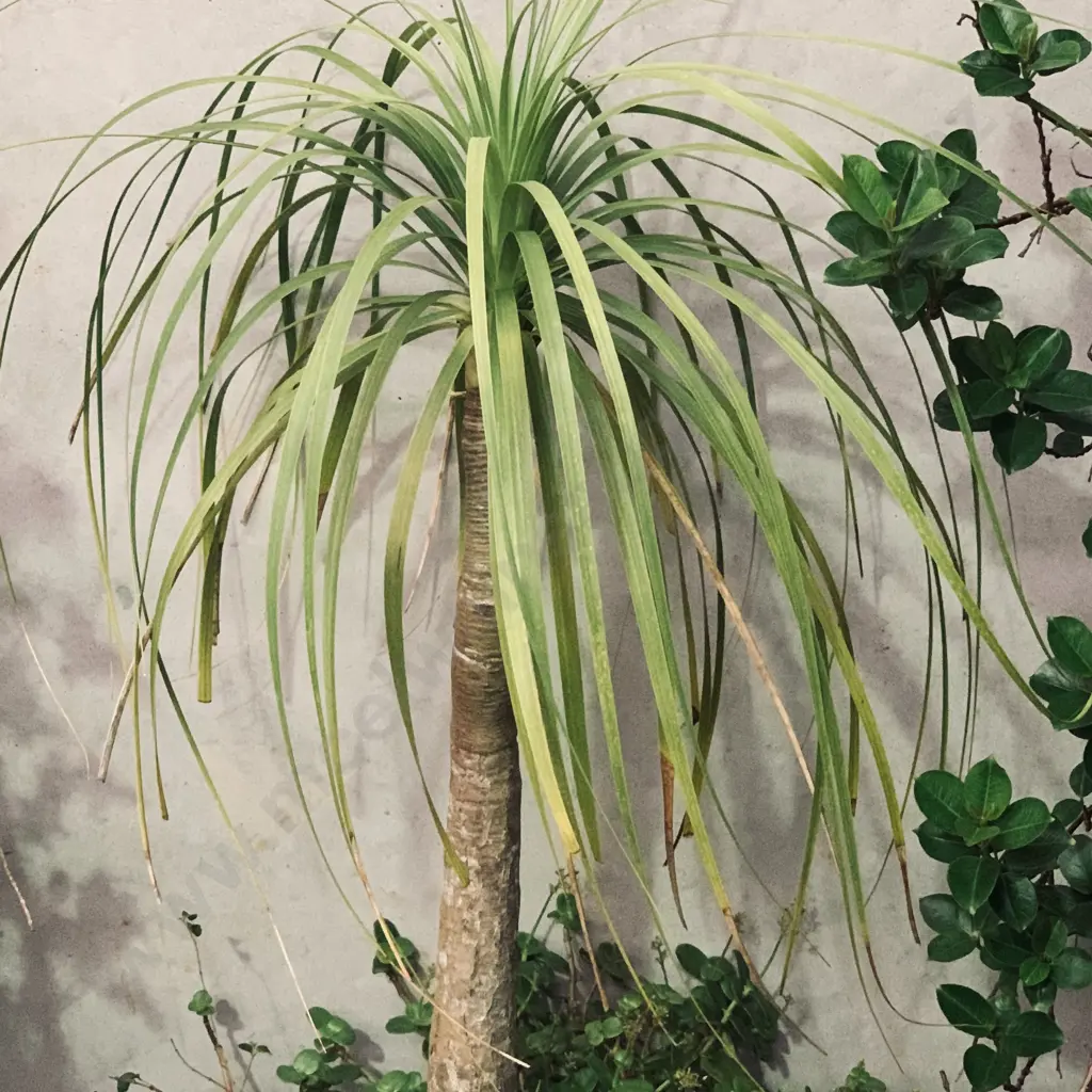 Potted Pony Tail Palm with Fairy Crassula Image 1++