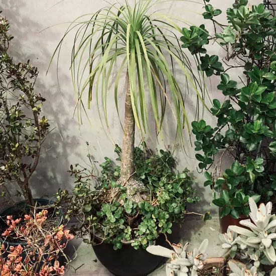 Potted Pony Tail Palm with Fairy Crassula