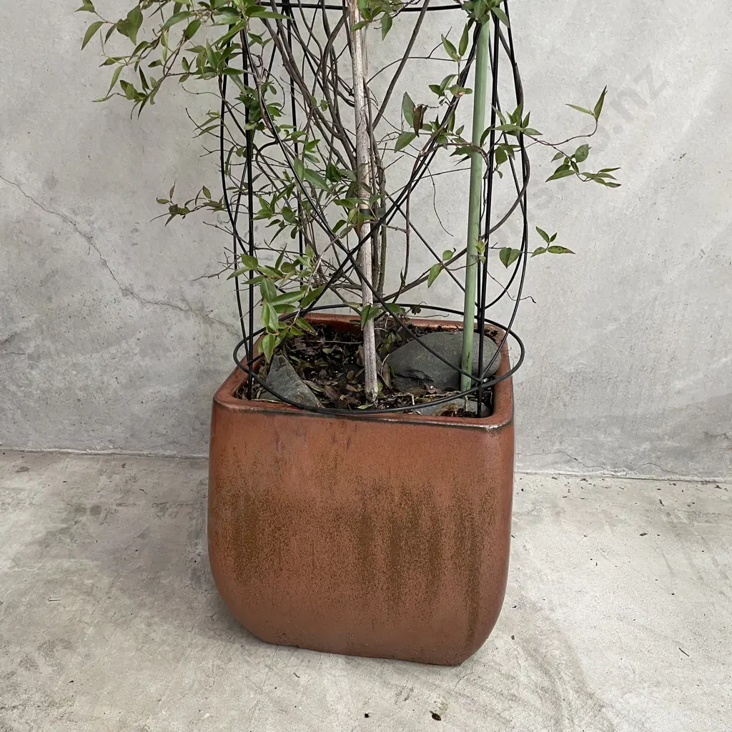 Large Potted Carolina Jasmine Image 1++