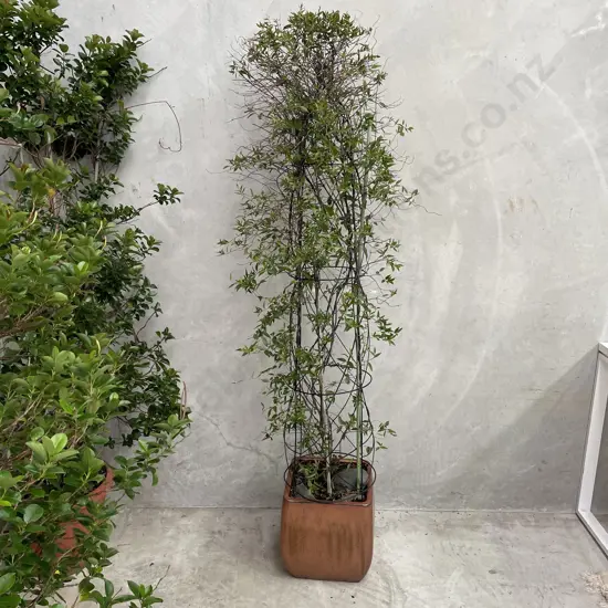 Large Potted Carolina Jasmine